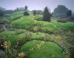 Tasmanien, Cushion Plants